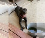 Small #10 American Pit Bull Terrier-Labrador Retriever Mix