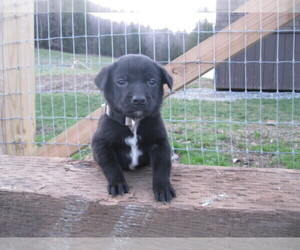 Australian Cattle Dog-Labrador Retriever Mix Puppy for sale in HYDE PARK, VT, USA