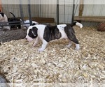 Small #3 American Bulldog