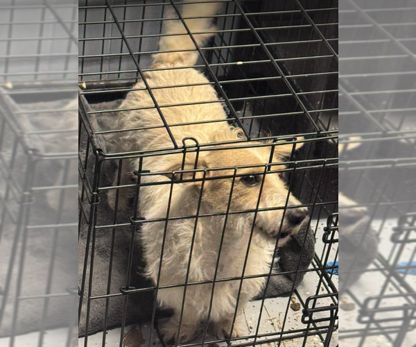 Medium Photo #3 Mutt Puppy For Sale in Cranston, RI, USA