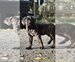 Small #1 Cane Corso