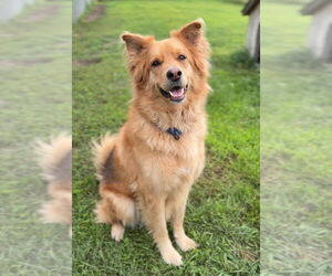 Mutt Dogs for adoption in Bemidji, MN, USA