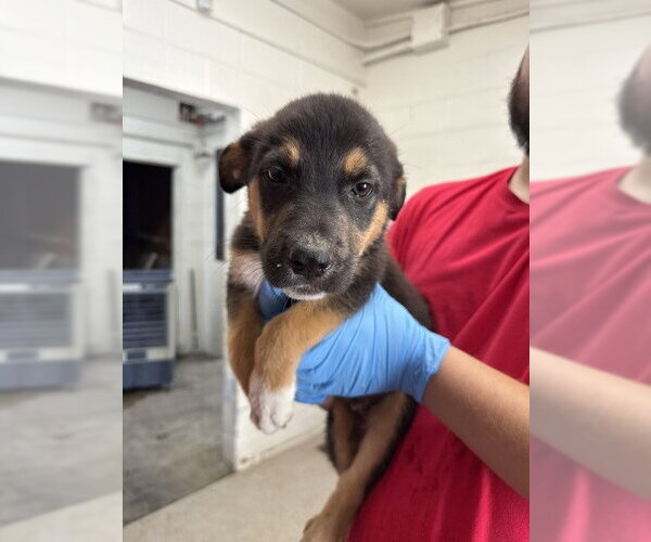 Medium Photo #2 Mutt Puppy For Sale in San Bernardino, CA, USA