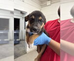 Small #1 Mutt