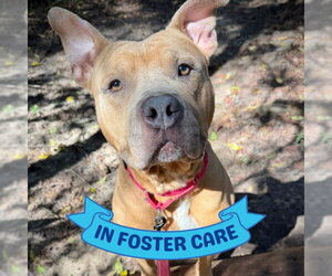 MATTHEW - Male American Staffordshire Terrier-Unknown Mix Dog for Adoption - Photo #3