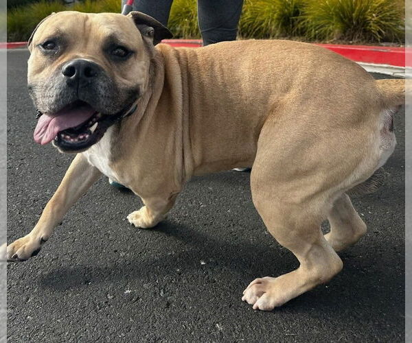 Medium Photo #1 American Bulldog Puppy For Sale in Petaluma, CA, USA