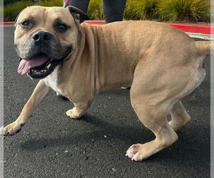 American Bulldog Dogs for adoption in Petaluma, CA, USA