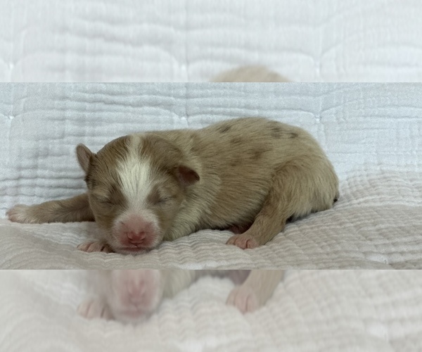 Medium Photo #3 Miniature Australian Shepherd Puppy For Sale in LANDRUM, SC, USA