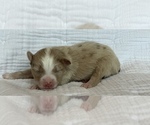 Small #2 Miniature Australian Shepherd