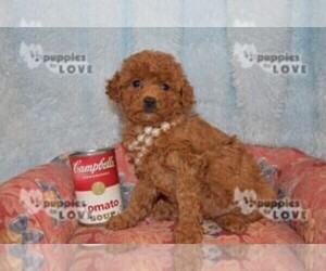 Poodle (Toy) Puppy for sale in SANGER, TX, USA