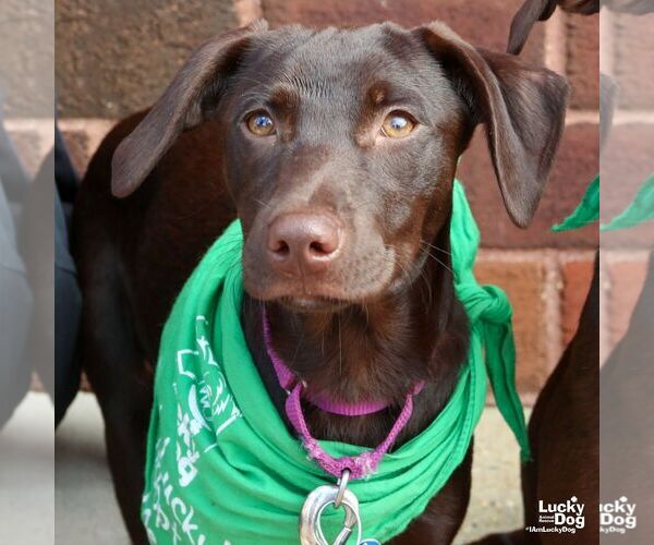 Medium Photo #5 Labrador Retriever-Retriever  Mix Puppy For Sale in Washington, DC, USA