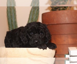Labradoodle Puppy for sale in ARIEL, WA, USA