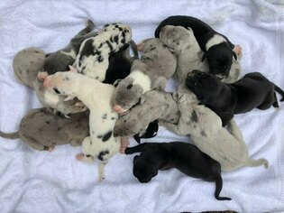 Great Dane Puppy for sale in CLACKAMAS, OR, USA