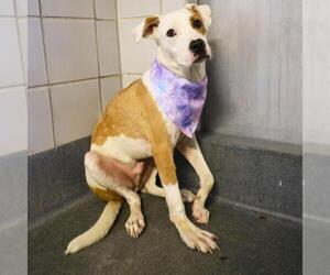 Mutt Dogs for adoption in San Antonio, TX, USA