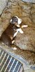 Small Photo #4 Australian Shepherd Puppy For Sale in BRIDGEWATER, VA, USA