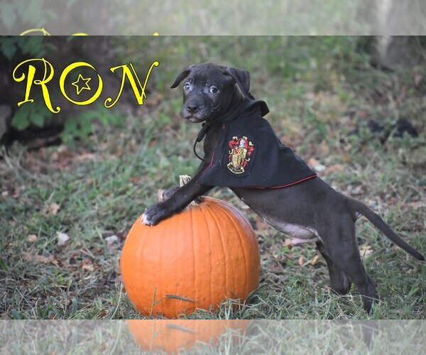 Medium Photo #3 American Pit Bull Terrier Puppy For Sale in Topeka, KS, USA