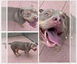 Medium American Pit Bull Terrier