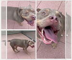 Small American Pit Bull Terrier