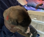 Small Photo #3 Pyrenean Mastiff Puppy For Sale in HENDERSONVLLE, NC, USA