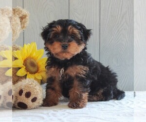 Medium YorkiePoo