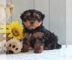 Small Photo #1 YorkiePoo Puppy For Sale in GORDONVILLE, PA, USA
