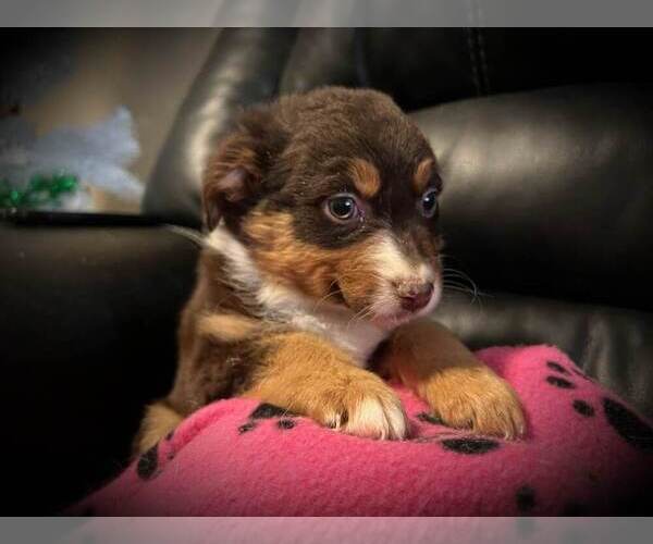Medium Photo #4 Australian Shepherd Puppy For Sale in VANCOUVER, WA, USA