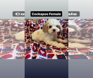 Cocker Spaniel-Poodle (Miniature) Mix Puppy for sale in AMSTERDAM, MO, USA