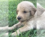 Small Photo #12 Goldendoodle Puppy For Sale in WOODLAND, AL, USA