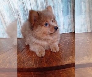 Chow Chow-Pomeranian Mix Puppy for sale in NILES, MI, USA