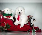 Small #24 Maremma Sheepdog