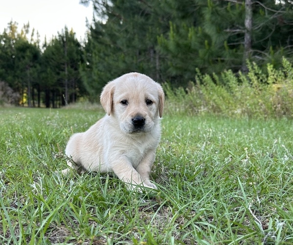Medium Photo #1 Labrador Retriever Puppy For Sale in EASTMAN, GA, USA