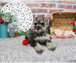 Small #2 Schnauzer (Miniature)