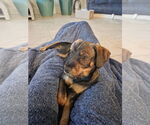 Small #3 Mutt