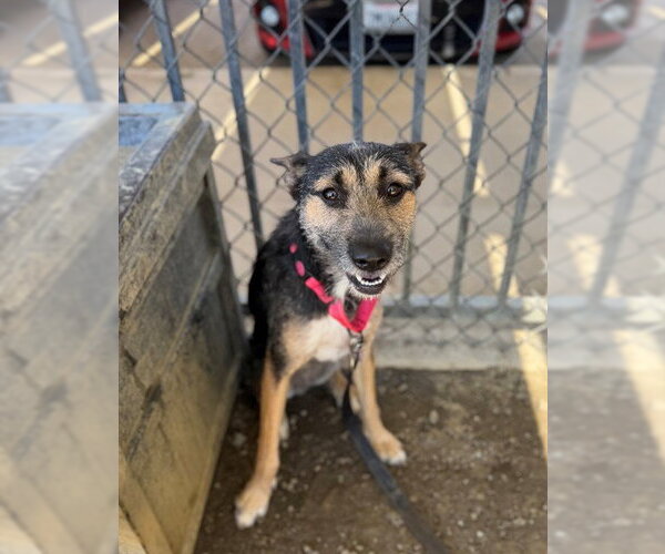 Medium Photo #3 Mutt Puppy For Sale in Riverside, CA, USA