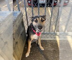 Small #2 Mutt