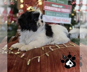 Shih Tzu Puppy for sale in LAKELAND, FL, USA