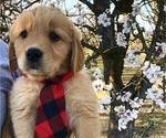 Puppy 4 Golden Retriever