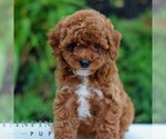 Small Goldendoodle (Miniature)