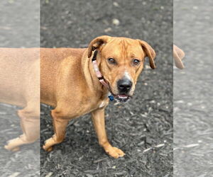 Labrador Retriever-Unknown Mix Dogs for adoption in Plainfield, IL, USA