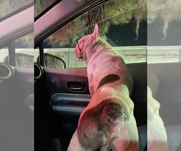 Medium Photo #44 French Bulldog Puppy For Sale in ARLETA, CA, USA