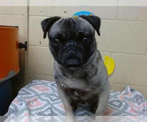 Pug Dogs for adoption in Downey, CA, USA