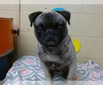 Small Pug
