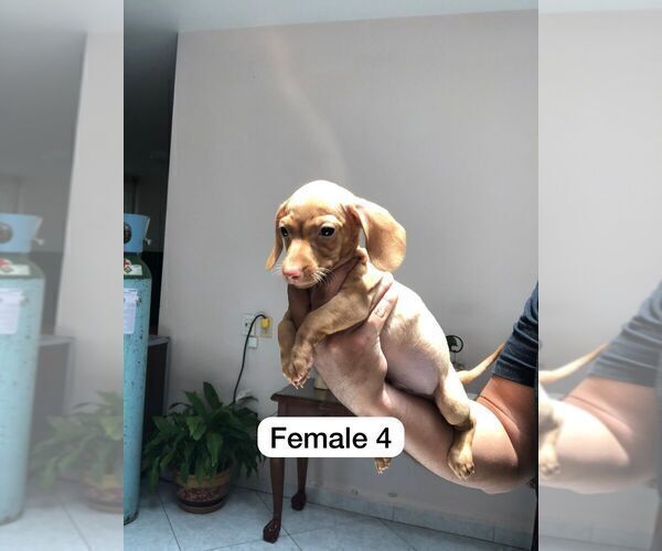 Medium Photo #5 Dachshund Puppy For Sale in LA MESA, CA, USA