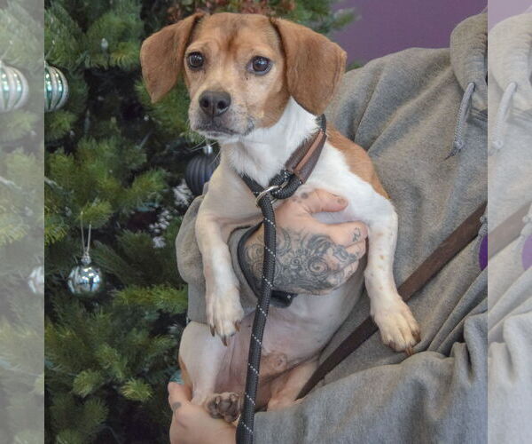 Medium Photo #5 Doxle Puppy For Sale in Huntley, IL, USA