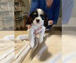 Small Photo #5 Cavalier King Charles Spaniel Puppy For Sale in BENTONVILLE, AR, USA
