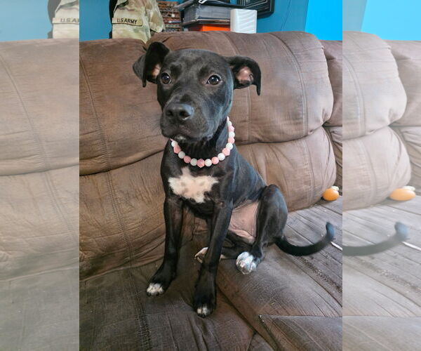 Medium Photo #2 Labrador Retriever-Unknown Mix Puppy For Sale in McCormick, SC, USA