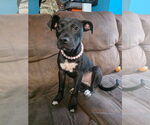 Small #1 Labrador Retriever Mix