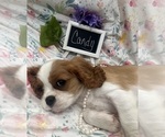 Small #4 Cavalier King Charles Spaniel