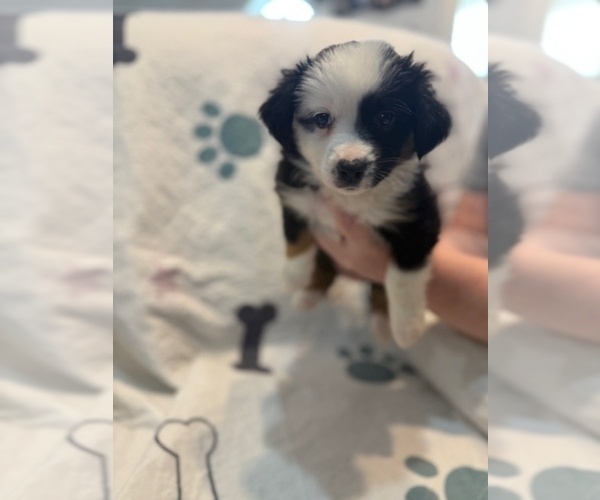 Medium Photo #1 Australian Shepherd Puppy For Sale in WEBSTER, FL, USA