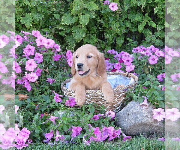 Medium Photo #26 Golden Retriever Puppy For Sale in THORP, WI, USA